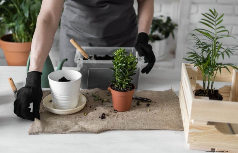The Hidden Dangers of Over-Repotting: 25 Reasons to Wait