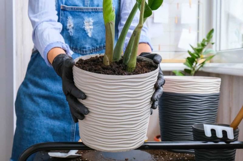 The Hidden Dangers of Over-Repotting: 25 Reasons to Wait