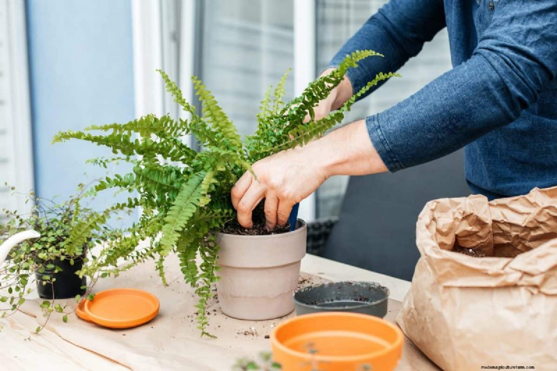 The Hidden Dangers of Over-Repotting: 25 Reasons to Wait