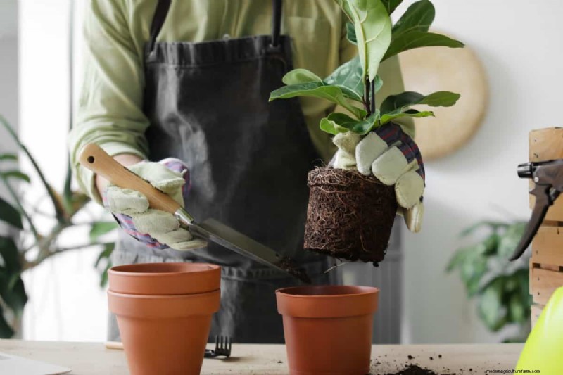 The Hidden Dangers of Over-Repotting: 25 Reasons to Wait