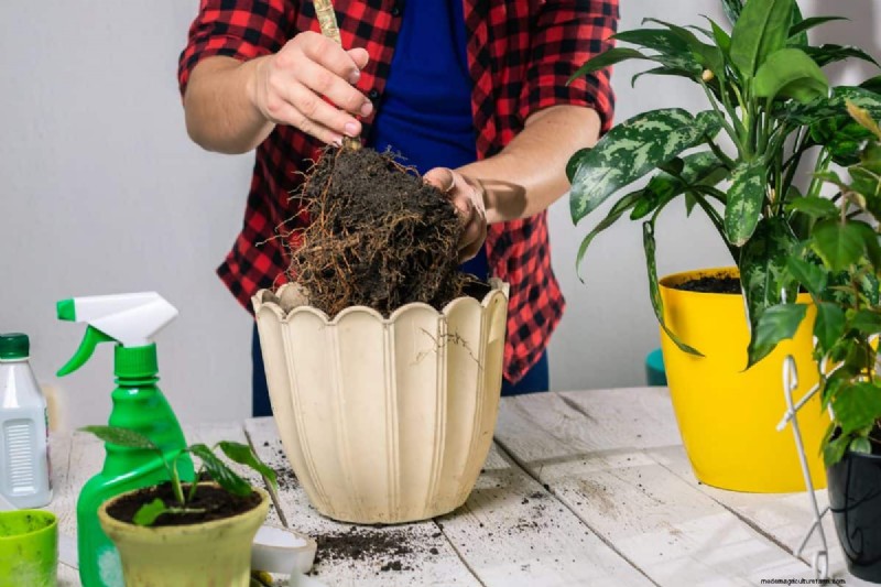 The Hidden Dangers of Over-Repotting: 25 Reasons to Wait