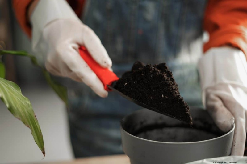 The Hidden Dangers of Over-Repotting: 25 Reasons to Wait