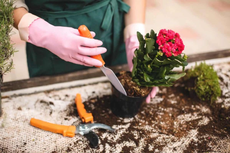 The Hidden Dangers of Over-Repotting: 25 Reasons to Wait