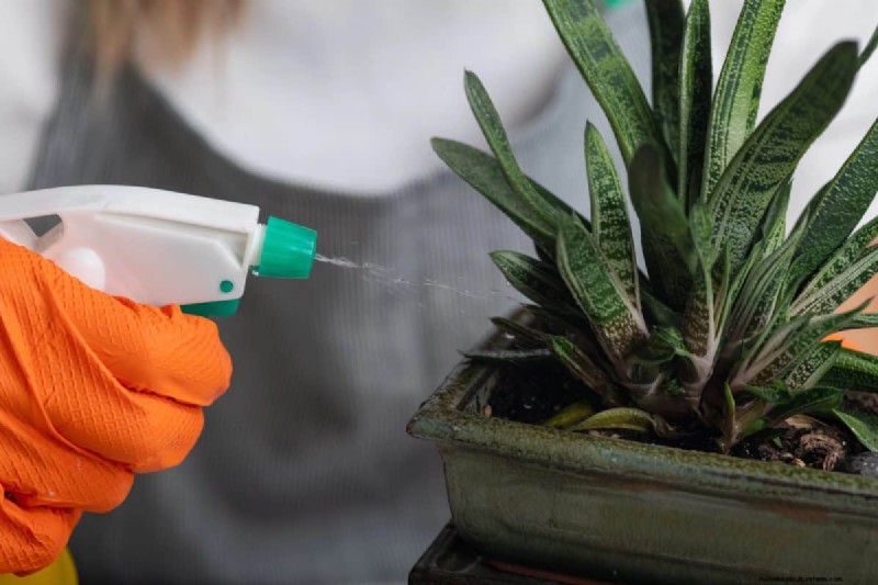 The Hidden Dangers of Over-Repotting: 25 Reasons to Wait