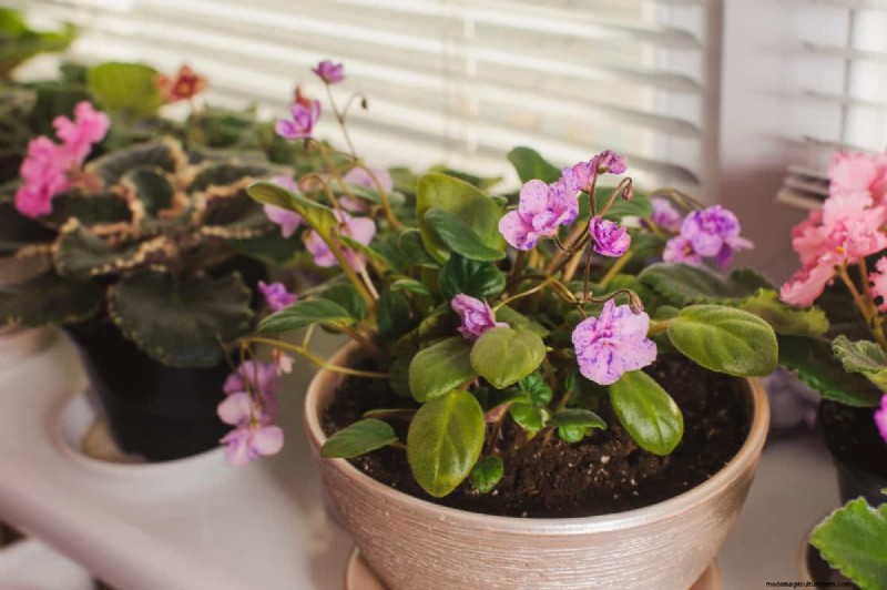 The Hidden Dangers of Over-Repotting: 25 Reasons to Wait
