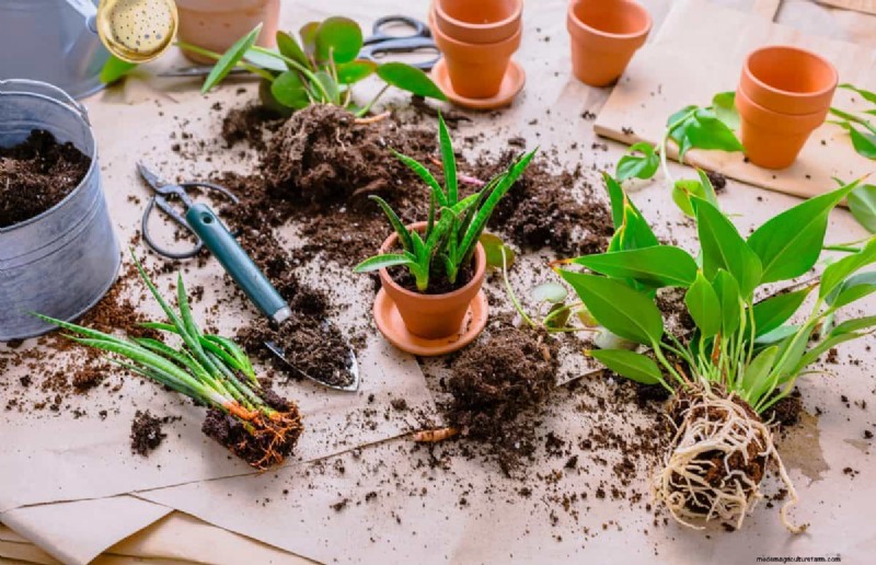 The Hidden Dangers of Over-Repotting: 25 Reasons to Wait