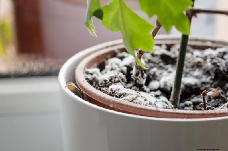 The Hidden Dangers of Over-Repotting: 25 Reasons to Wait