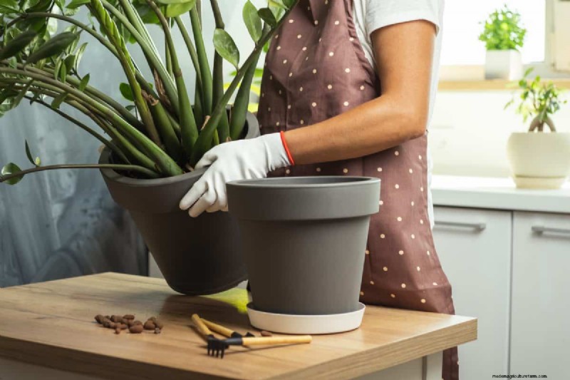 The Hidden Dangers of Over-Repotting: 25 Reasons to Wait