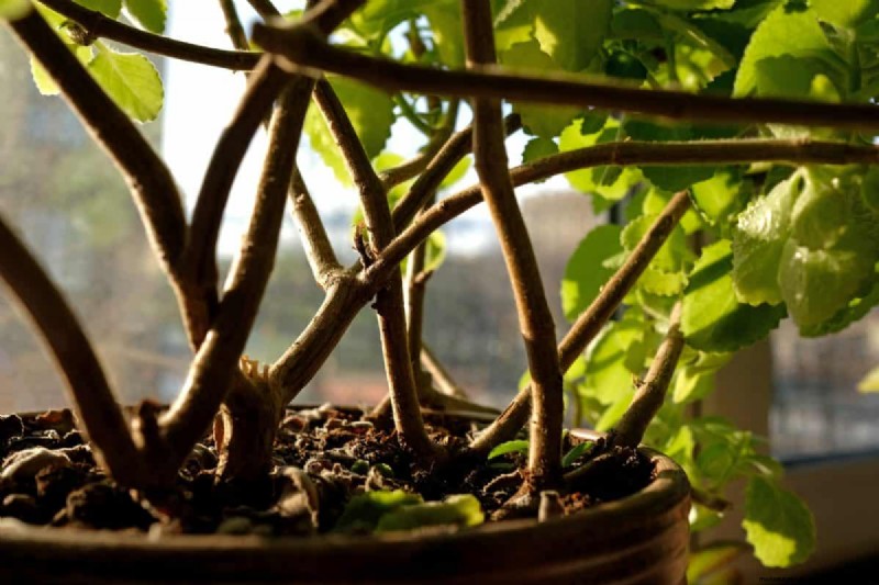 The Hidden Dangers of Over-Repotting: 25 Reasons to Wait