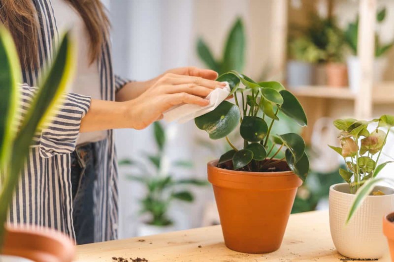 The Hidden Dangers of Over-Repotting: 25 Reasons to Wait