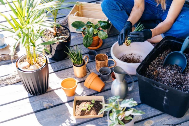 The Hidden Dangers of Over-Repotting: 25 Reasons to Wait