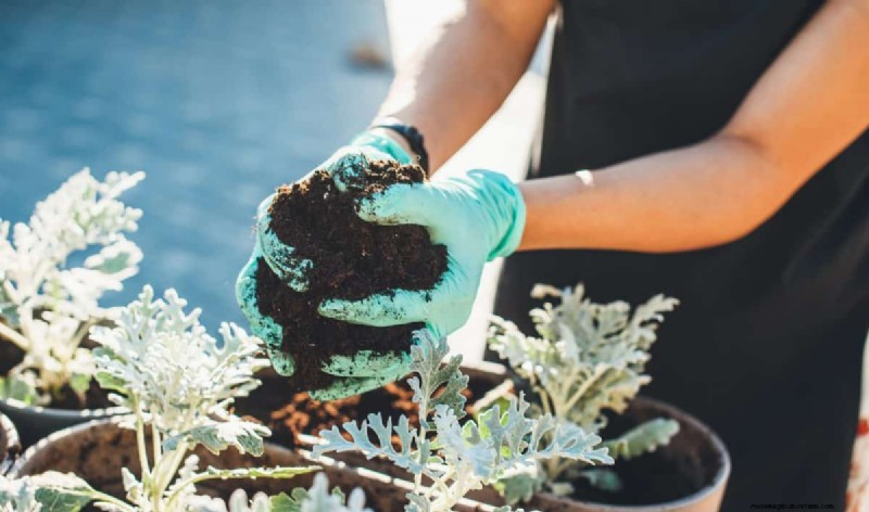 The Hidden Dangers of Over-Repotting: 25 Reasons to Wait