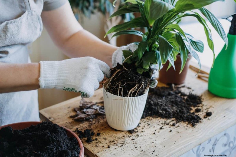 The Hidden Dangers of Over-Repotting: 25 Reasons to Wait