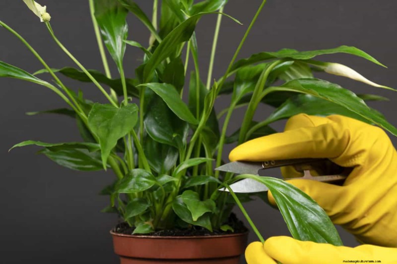 The Hidden Dangers of Over-Repotting: 25 Reasons to Wait