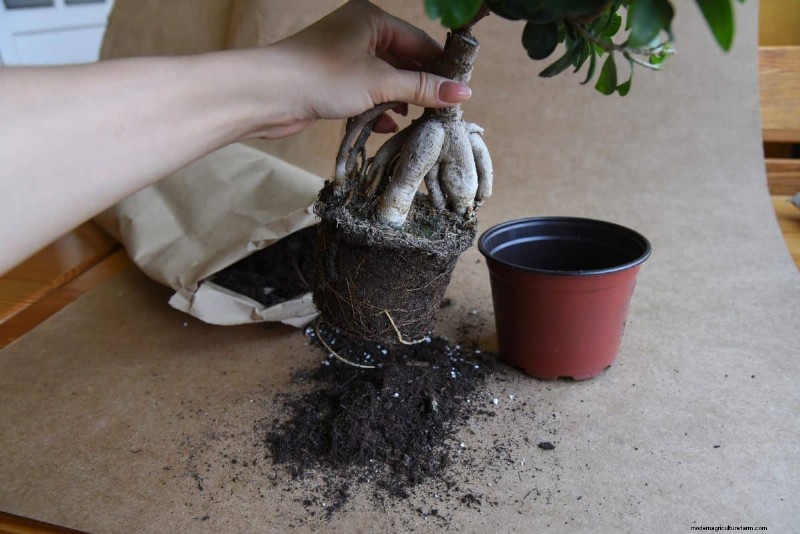 The Hidden Dangers of Over-Repotting: 25 Reasons to Wait