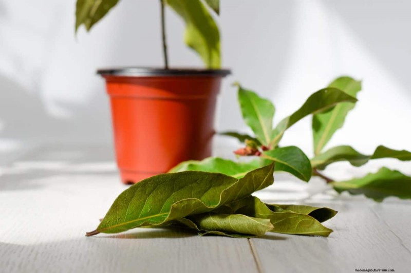 The Hidden Dangers of Over-Repotting: 25 Reasons to Wait