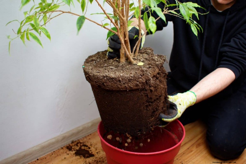 The Hidden Dangers of Over-Repotting: 25 Reasons to Wait