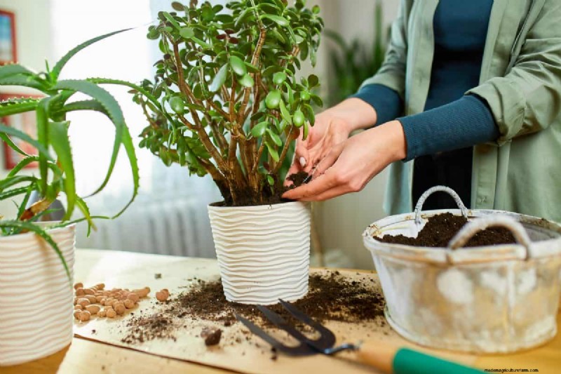 The Hidden Dangers of Over-Repotting: 25 Reasons to Wait