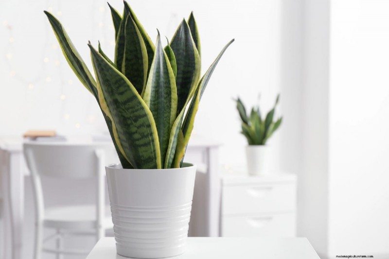 Train Snake Plants for Upright Growth: Expert Tips & Techniques