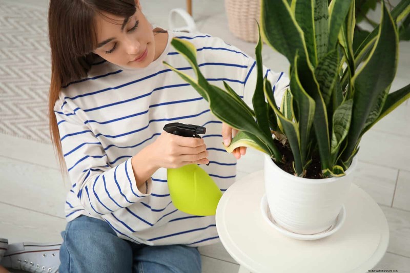 Train Snake Plants for Upright Growth: Expert Tips & Techniques