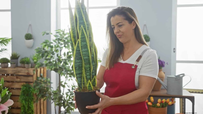 Train Snake Plants for Upright Growth: Expert Tips & Techniques