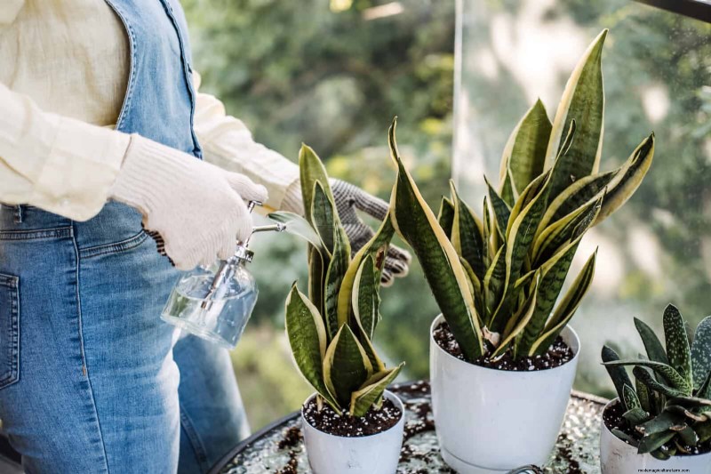 Train Snake Plants for Upright Growth: Expert Tips & Techniques