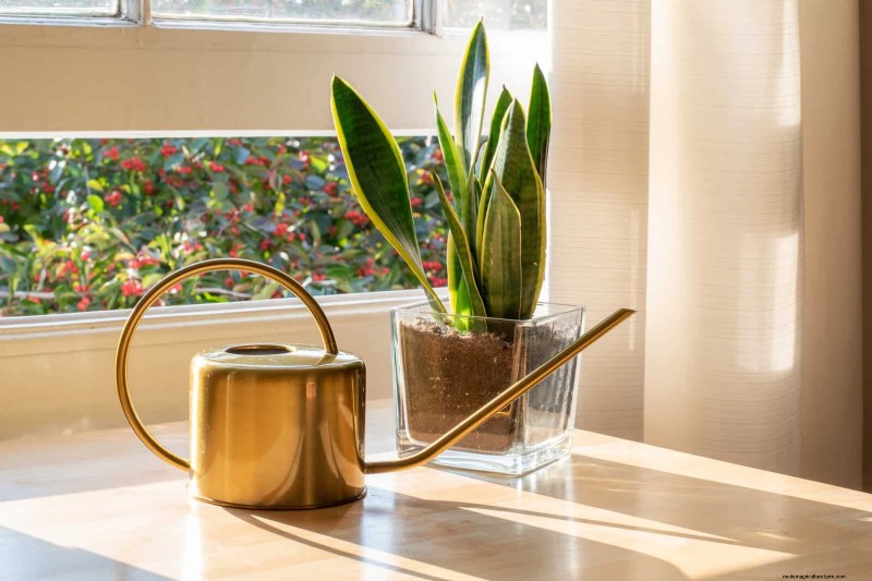 Train Snake Plants for Upright Growth: Expert Tips & Techniques