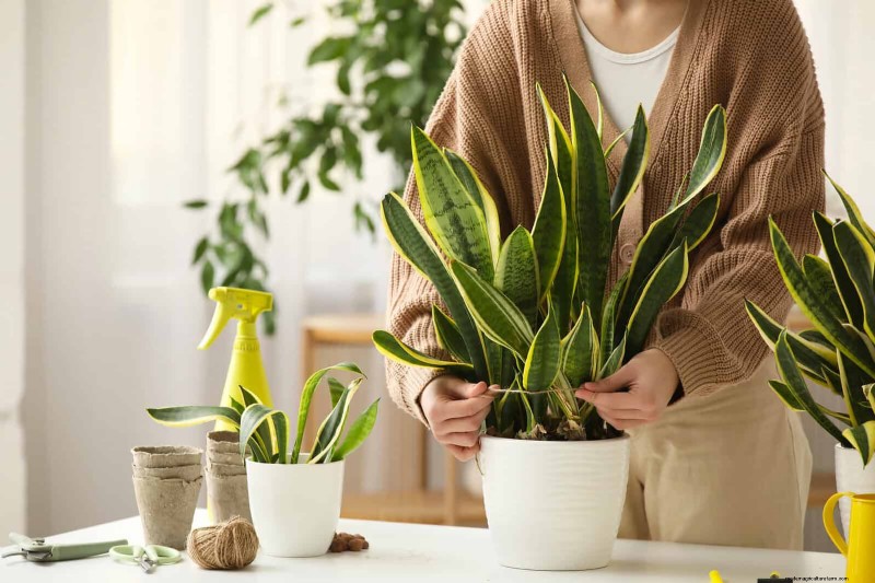 Train Snake Plants for Upright Growth: Expert Tips & Techniques