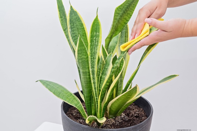 Train Snake Plants for Upright Growth: Expert Tips & Techniques
