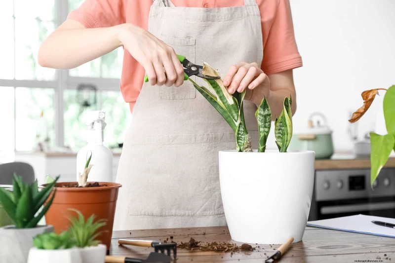 Train Snake Plants for Upright Growth: Expert Tips & Techniques