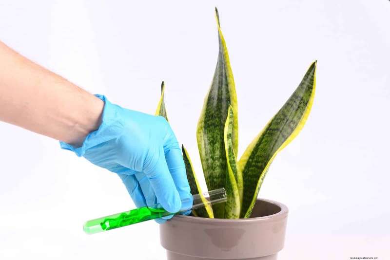 Train Snake Plants for Upright Growth: Expert Tips & Techniques