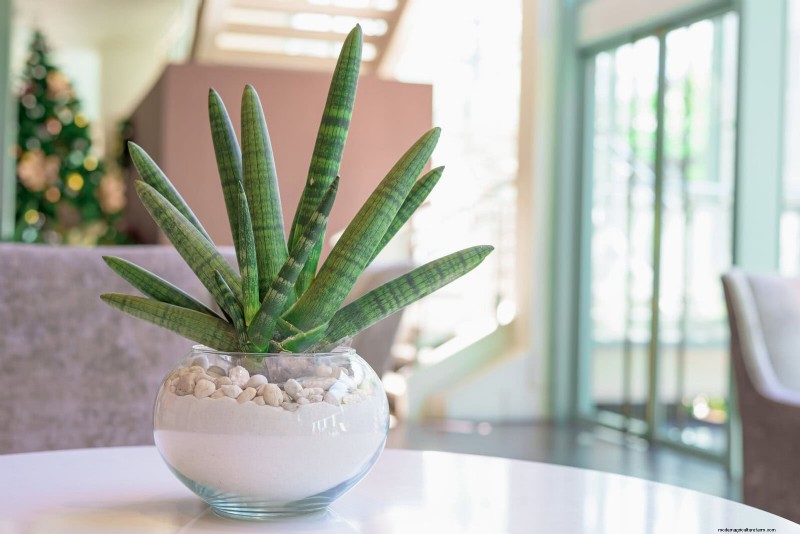 Train Snake Plants for Upright Growth: Expert Tips & Techniques
