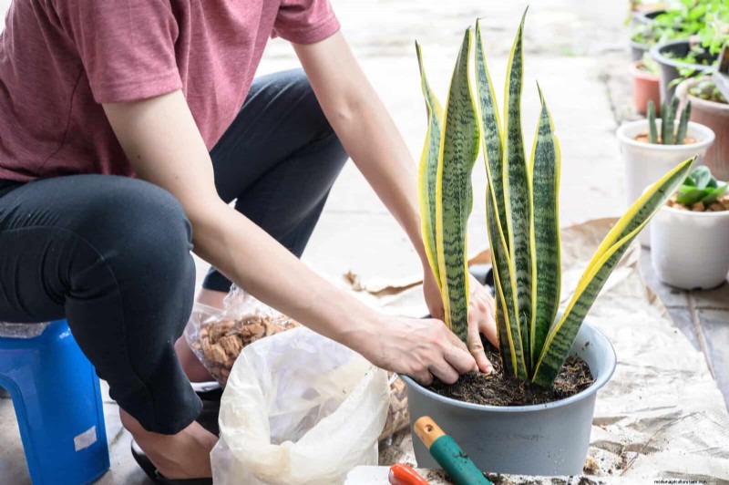Train Snake Plants for Upright Growth: Expert Tips & Techniques
