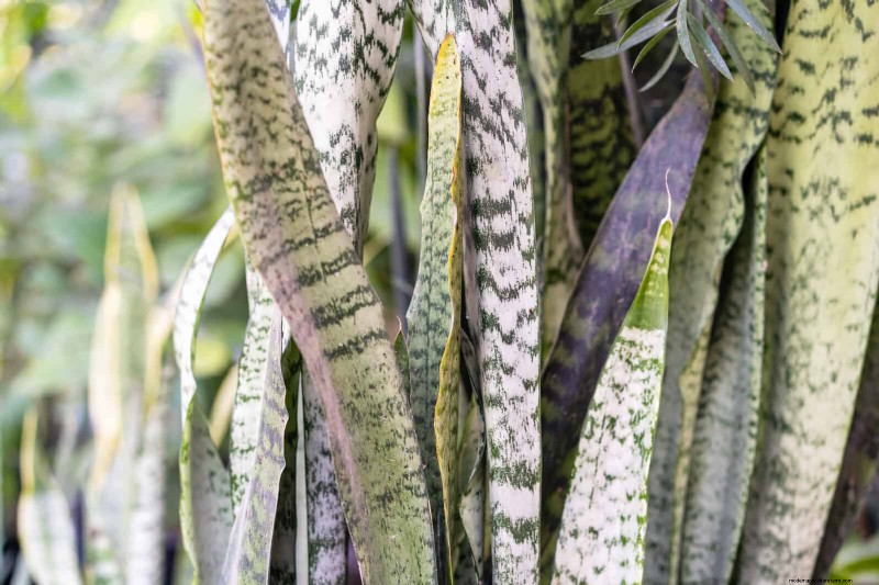 Train Snake Plants for Upright Growth: Expert Tips & Techniques
