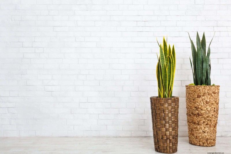Train Snake Plants for Upright Growth: Expert Tips & Techniques