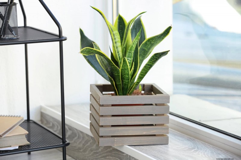 Train Snake Plants for Upright Growth: Expert Tips & Techniques