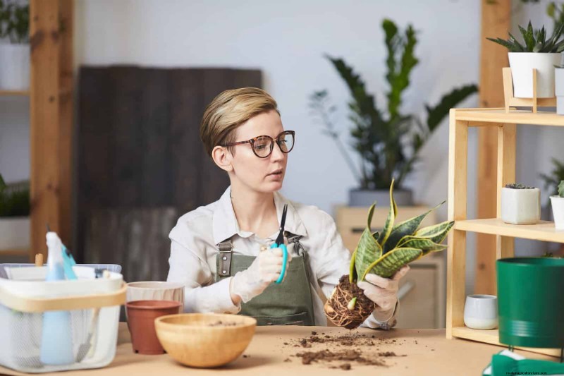 Train Snake Plants for Upright Growth: Expert Tips & Techniques