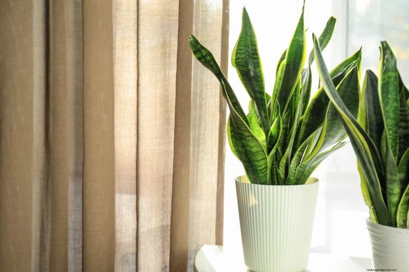 Train Snake Plants for Upright Growth: Expert Tips & Techniques