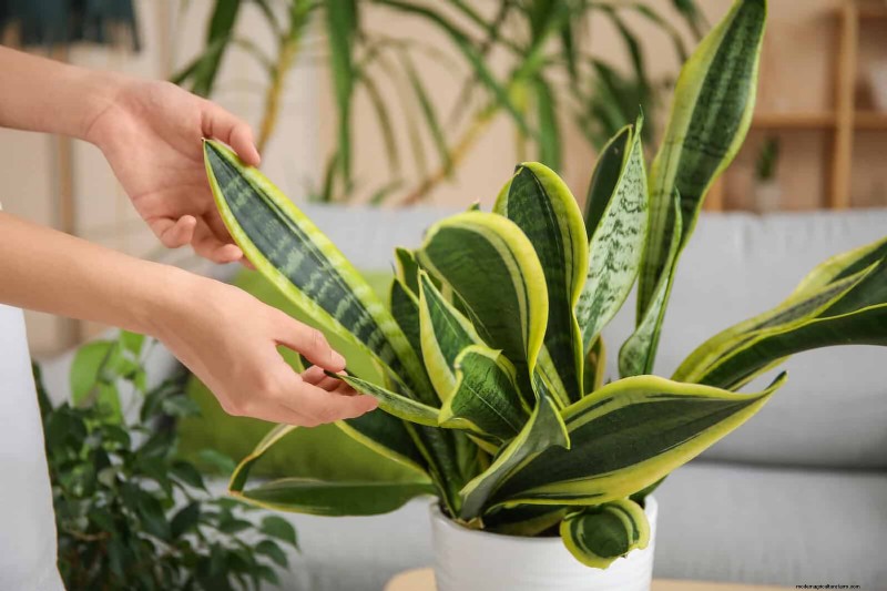 Train Snake Plants for Upright Growth: Expert Tips & Techniques