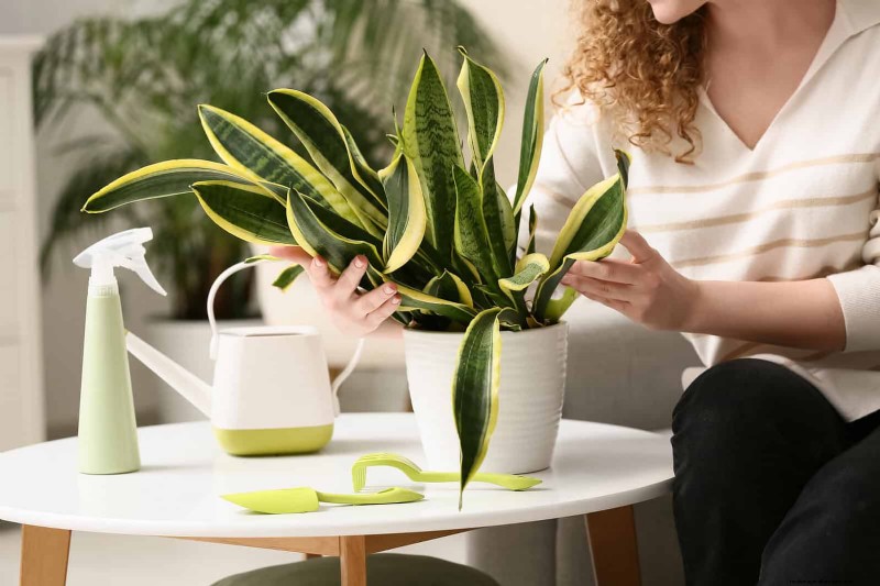 Train Snake Plants for Upright Growth: Expert Tips & Techniques