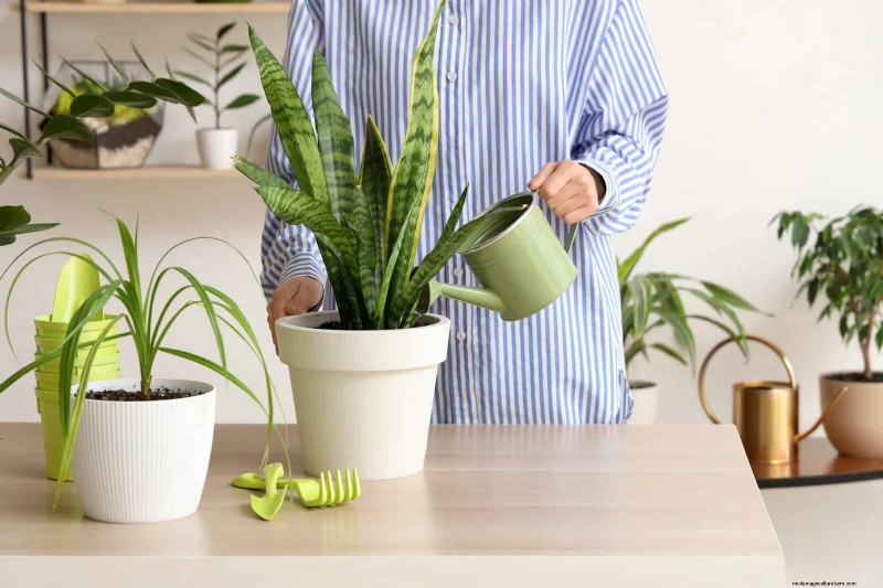 Train Snake Plants for Upright Growth: Expert Tips & Techniques