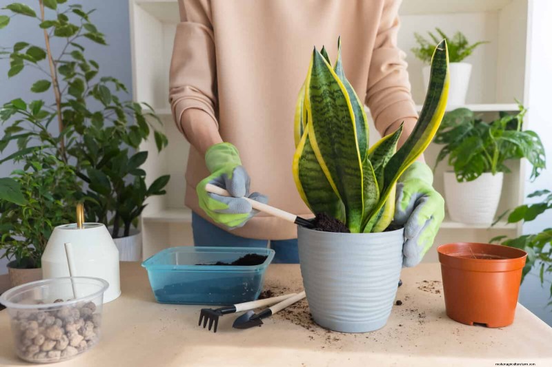 Train Snake Plants for Upright Growth: Expert Tips & Techniques