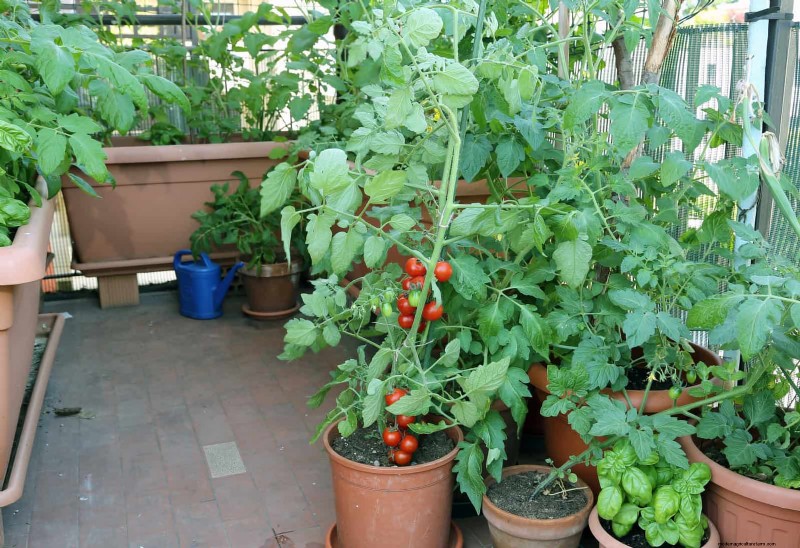Companion Planting: 23 Plant Pairings for a Bountiful Garden