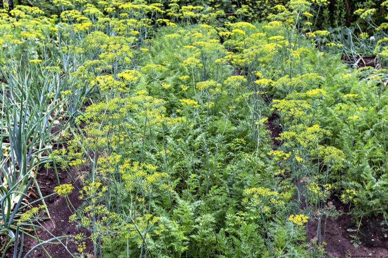 Companion Planting: 23 Plant Pairings for a Bountiful Garden