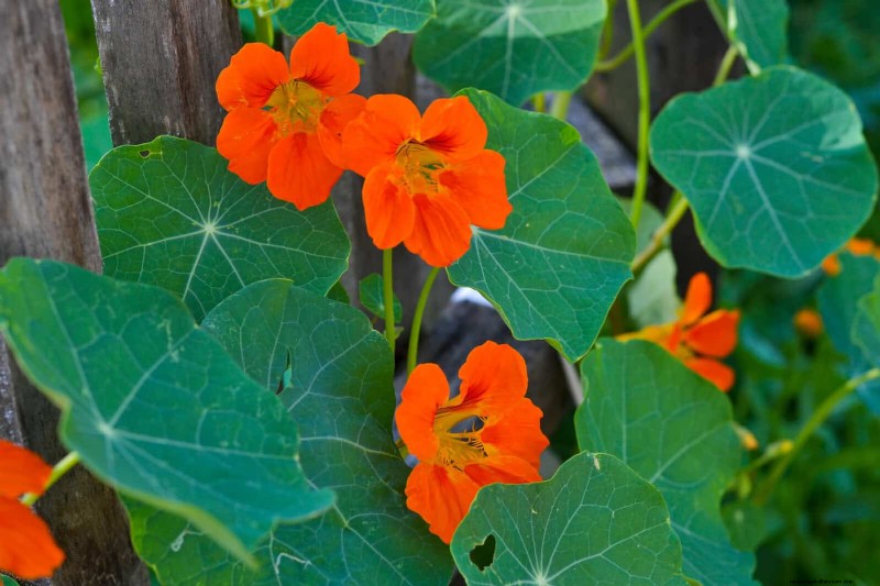 Companion Planting: 23 Plant Pairings for a Bountiful Garden