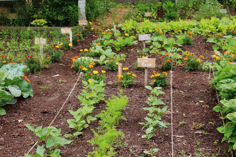 Companion Planting: 23 Plant Pairings for a Bountiful Garden