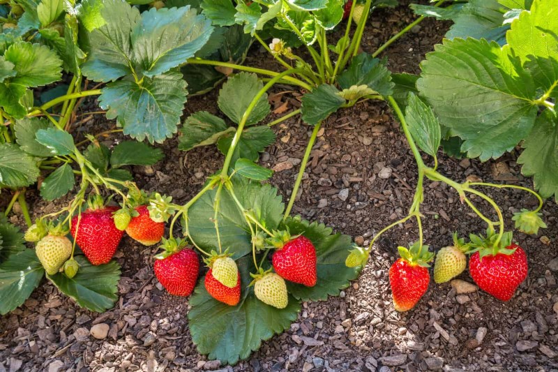 Companion Planting: 23 Plant Pairings for a Bountiful Garden