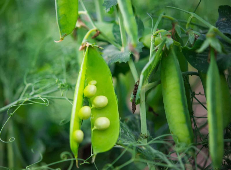 Companion Planting: 23 Plant Pairings for a Bountiful Garden