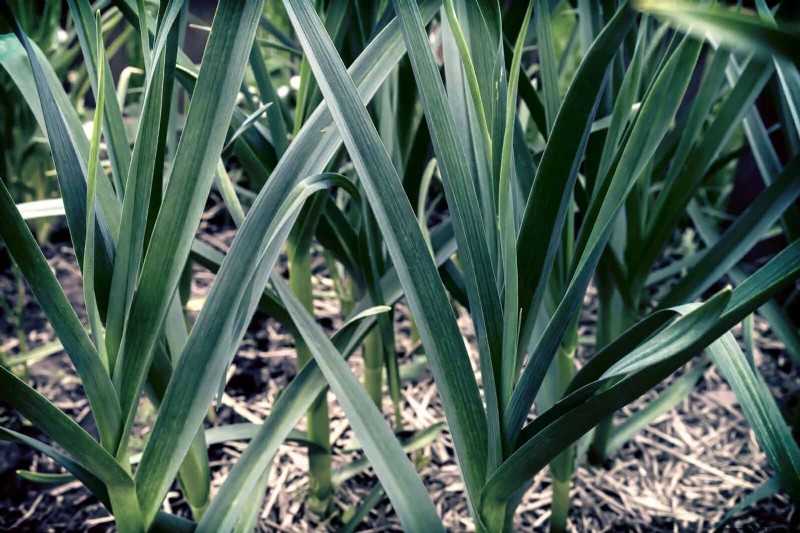Companion Planting: 23 Plant Pairings for a Bountiful Garden