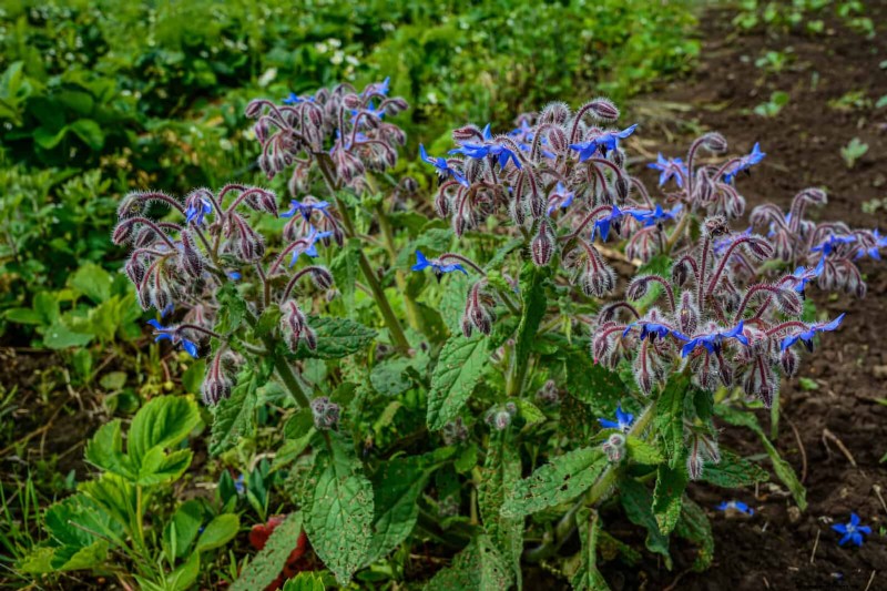 Companion Planting: 23 Plant Pairings for a Bountiful Garden